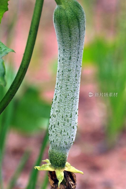 丝瓜葫芦植物