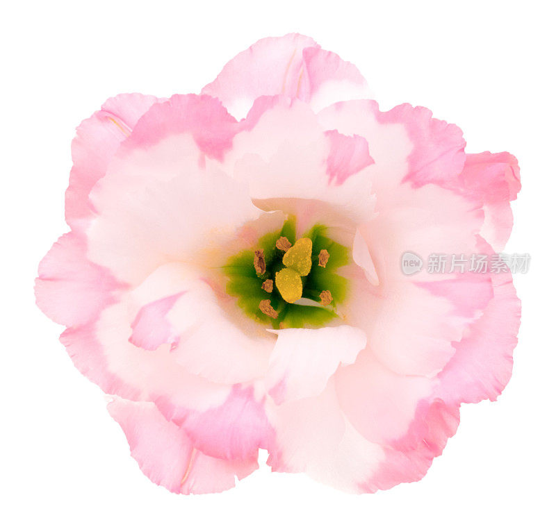 Eustoma(桔梗)。深的焦点。没有灰尘。没有花粉