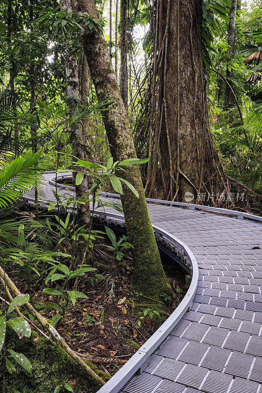 穿过澳大利亚昆士兰热带雨林的步道