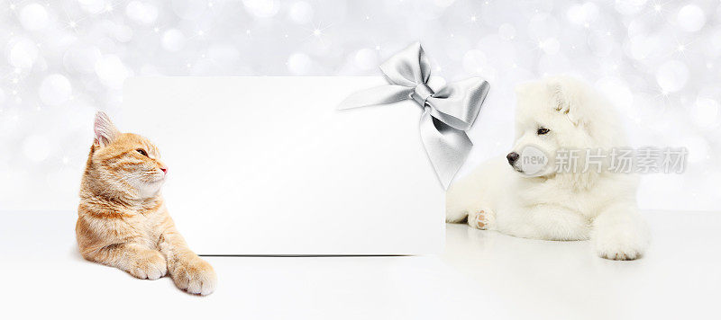 动物圣诞主题，猫和狗与礼品卡和银色缎带蝴蝶结