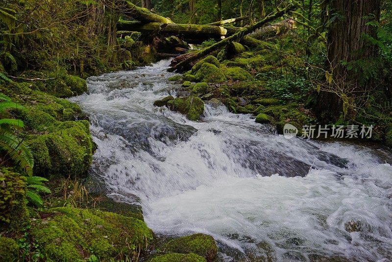 安普夸国家森林水