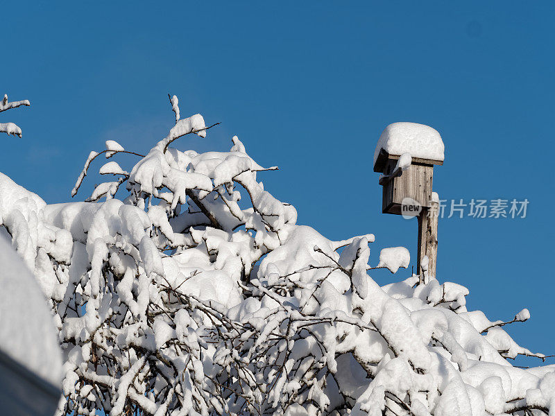 树枝上有厚厚的积雪