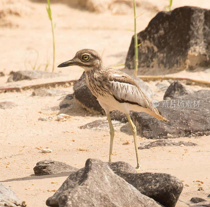 水Thick-Knee