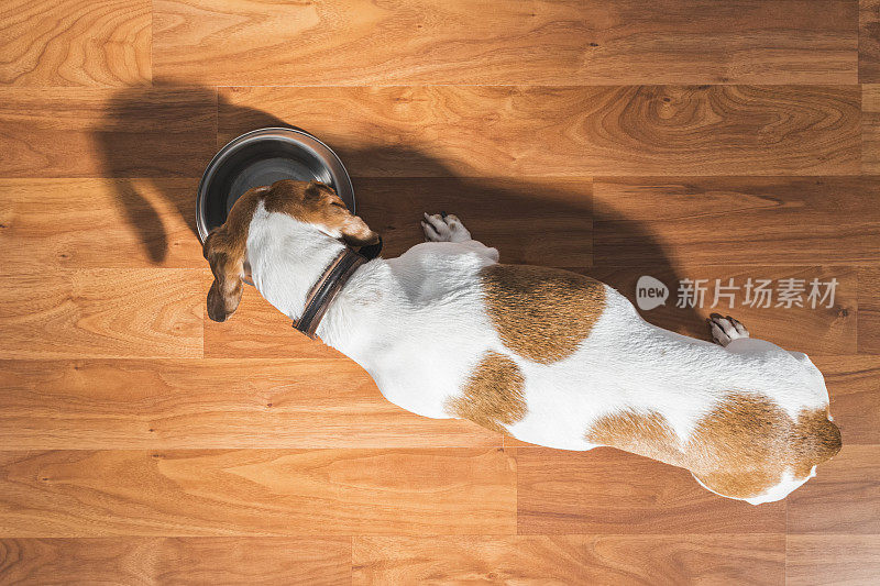 头顶上的腊肠狗吃室内-救援狗