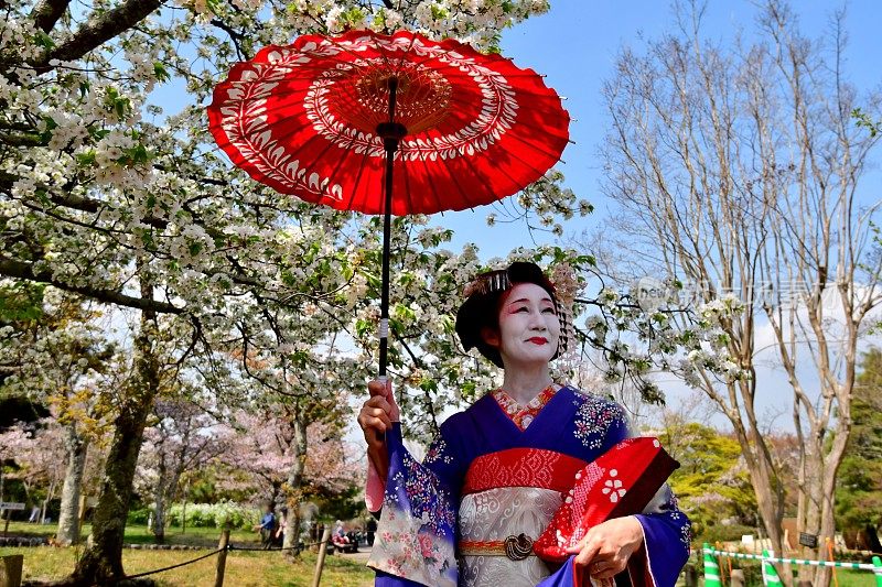 日本妇女在樱花下站在宫子的服装，京都