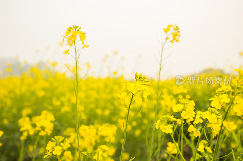 黄芥末领域