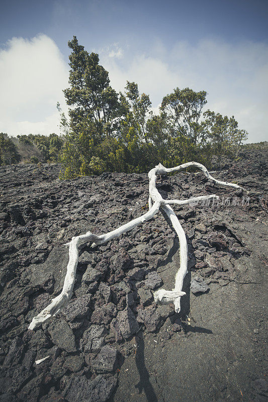 干树干在火山国家公园，大岛，夏威夷群岛