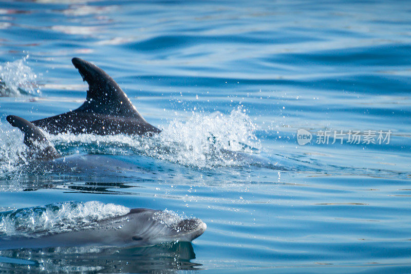 常见的宽吻海豚游泳附近的阿尔布费拉海岸，阿尔加维，葡萄牙，欧洲