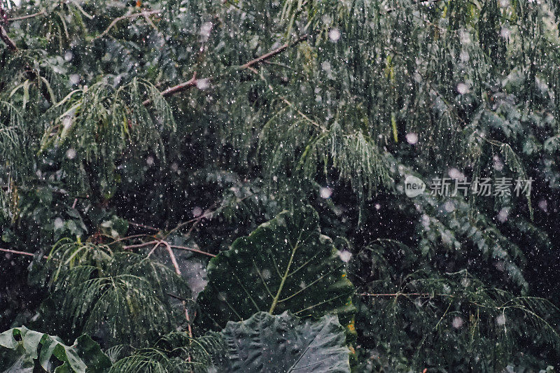 雨与热带丛林的背景