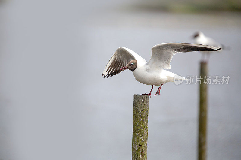 在英格兰南部湿地中，展开翅膀栖息在一根柱子上的黑头鸥。大量的copyspace