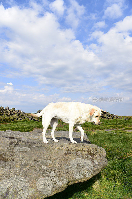 和一只拉布拉多寻回犬在皮克区徒步旅行