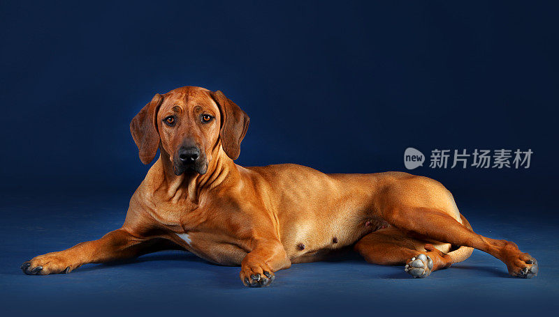 罗得西亚脊背犬的狗