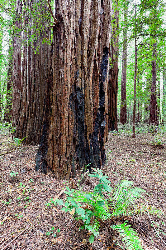 耐火的海岸红杉巨人，位于洪堡红杉州立公园的偏远位置，加利福尼亚