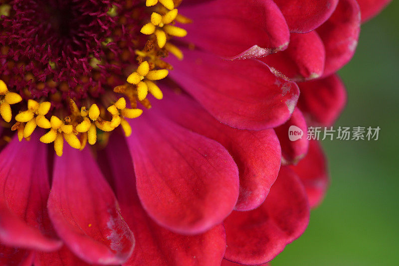 Zinnia线虫花