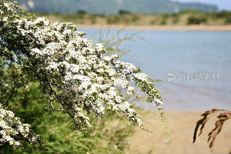 卡努卡（昆泽亚埃里诺德）茶树