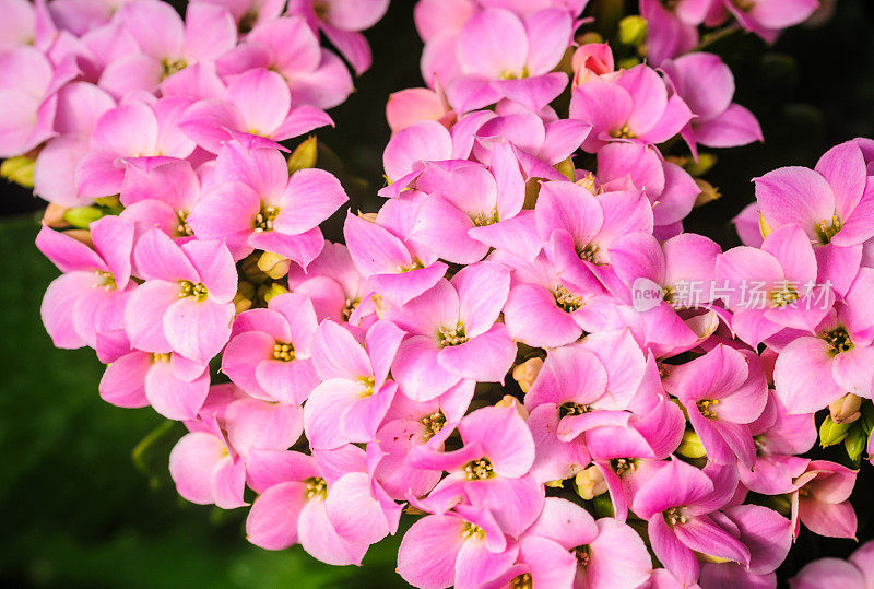 高凉菜属花