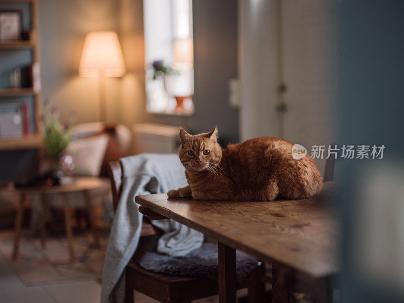 可爱的猫坐在家里厨房的桌子上