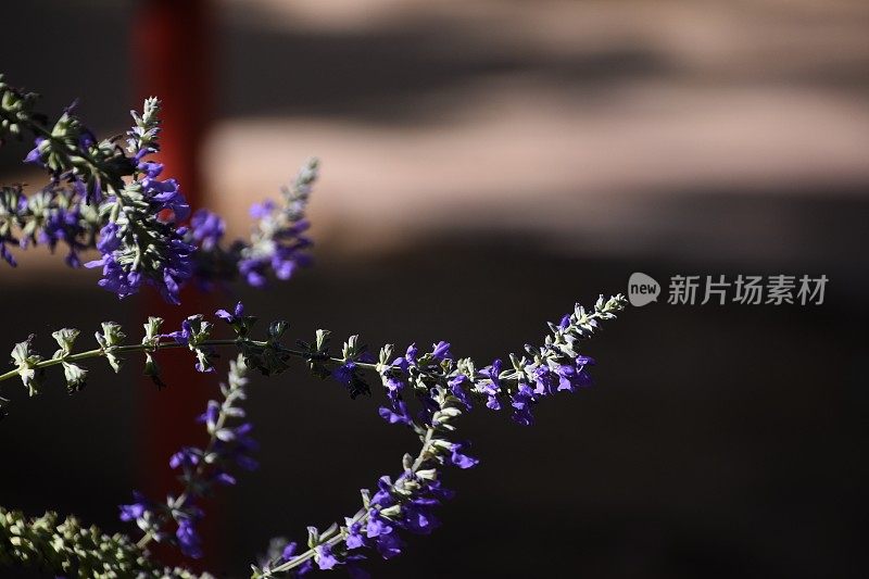 夜间植物苗圃的花朵