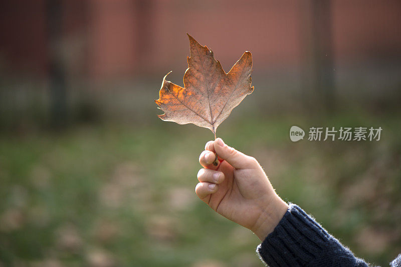 孩子手中的秋叶