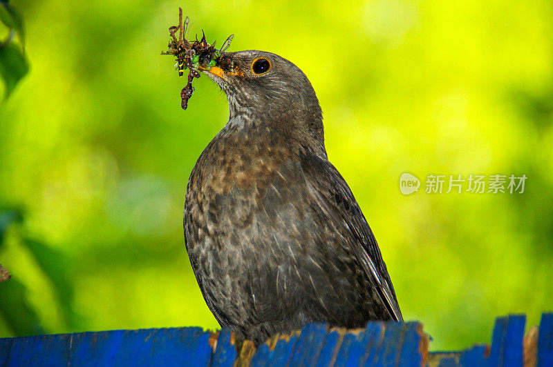 黑鸟和小鸡