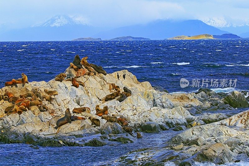 海狮和海豹岩石岛比格尔海峡-乌斯怀亚-火地岛