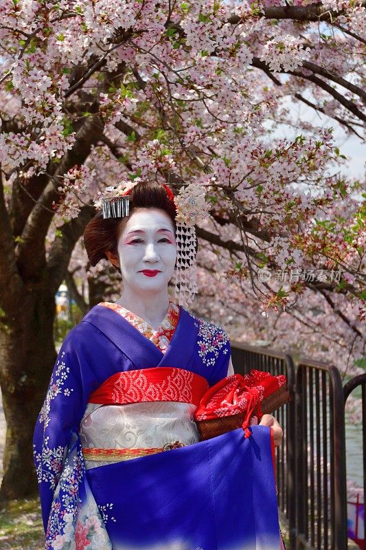 穿着美子服饰的日本妇女在京都运河边欣赏樱花