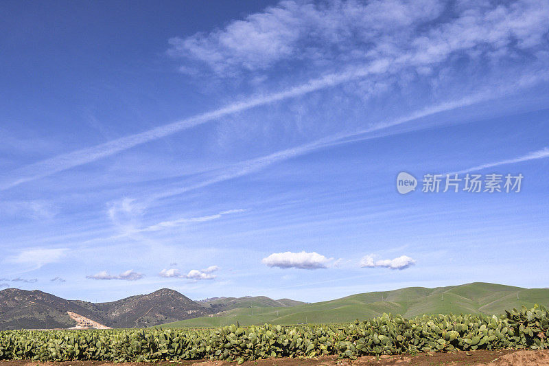 多刺梨仙人掌农场与盖帽兰山脉的背景