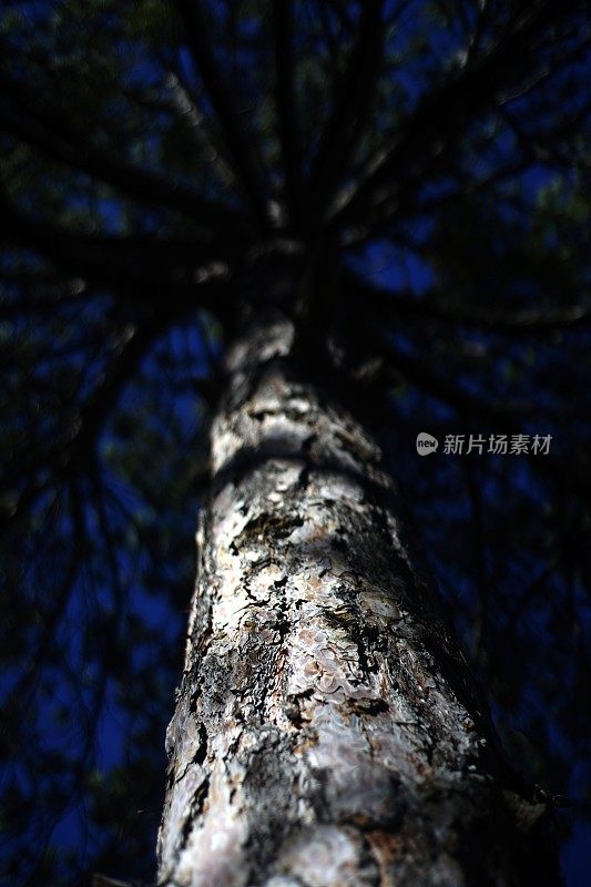 森林和树木细节