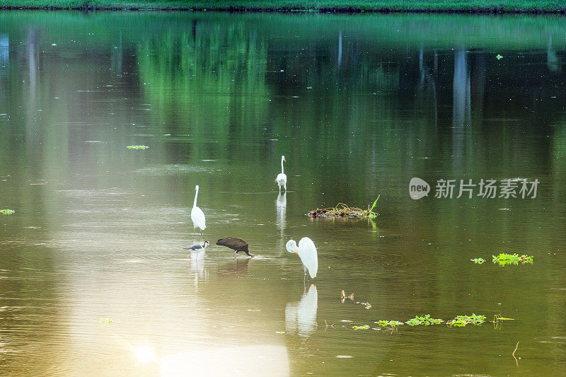 市中心美丽的湖。