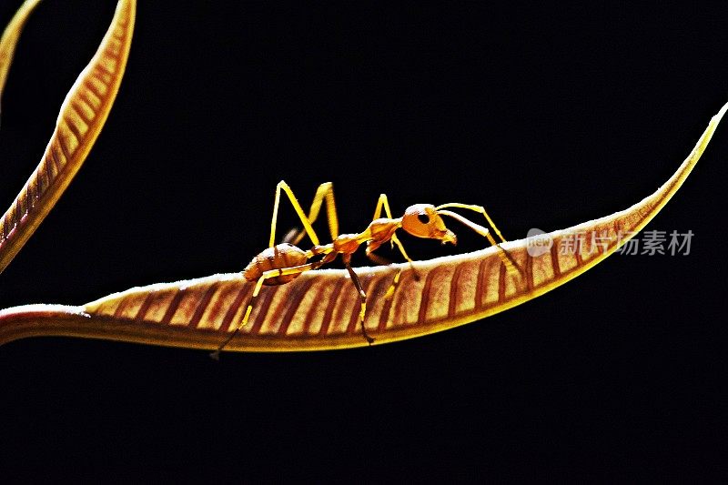 蚂蚁爬上稚嫩柔软的芒果叶子。