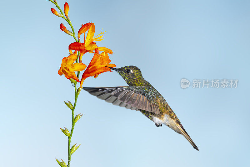厄瓜多尔蜂鸟-一朵花上未成熟的栗色胸冠