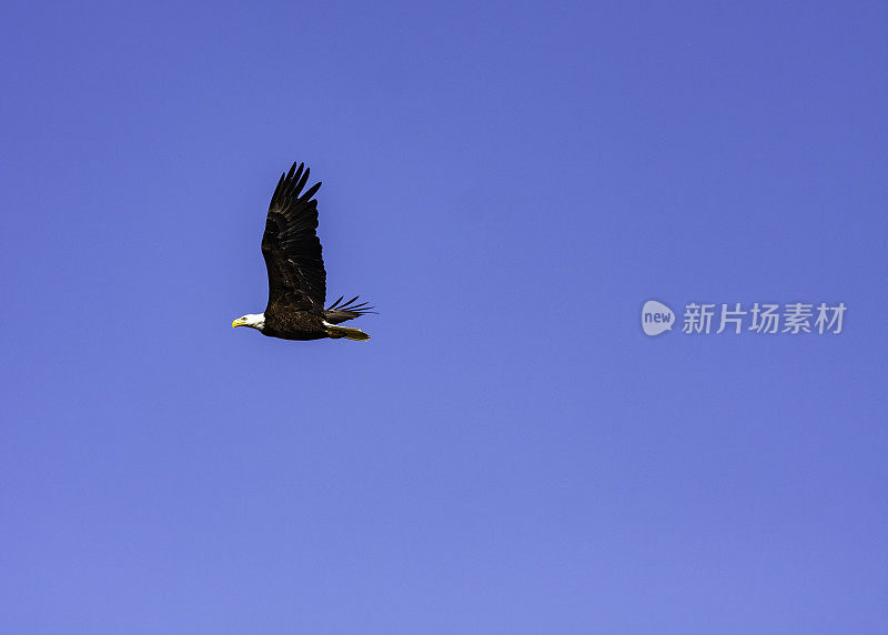 在晴朗的蓝天下飞行的美国白头鹰