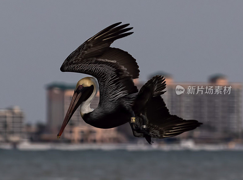 褐鹈鹕与迈尔斯堡海滩的背景