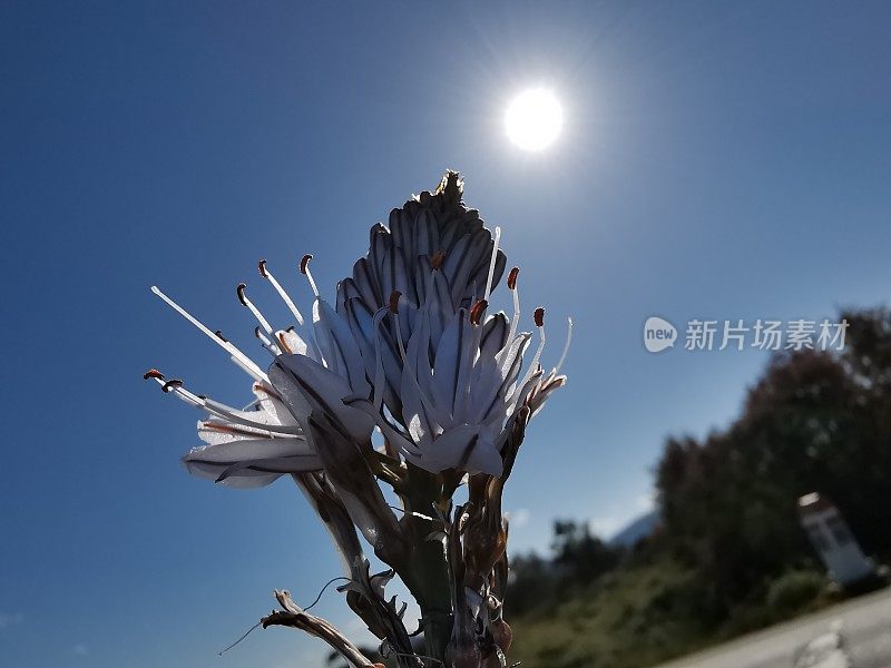 美丽的家庭花在海滩上背对着太阳拍照