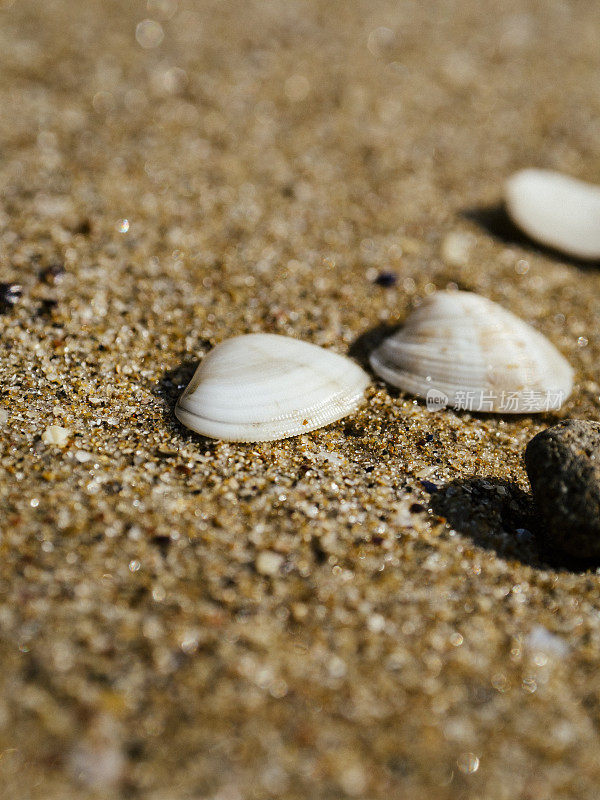 海滩上的蛤壳