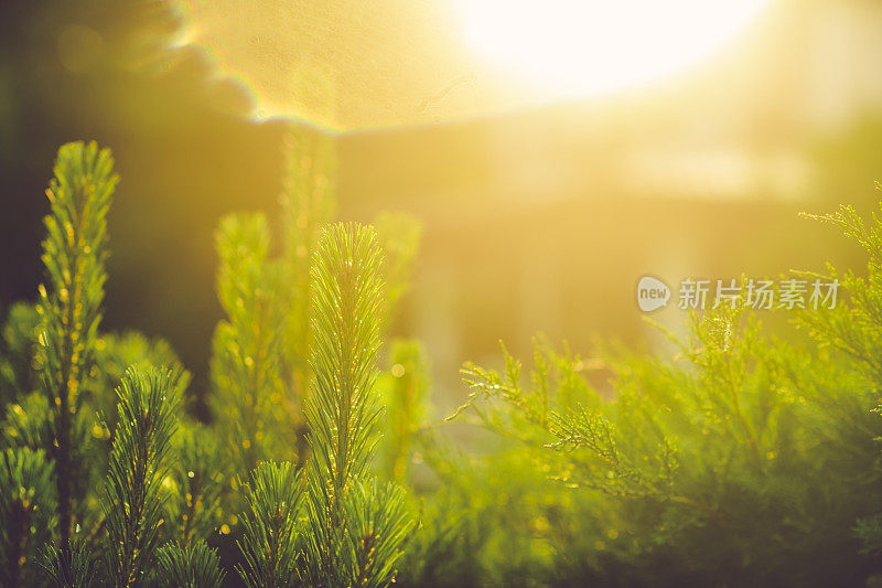 夏日日落透过绿色植物的背景