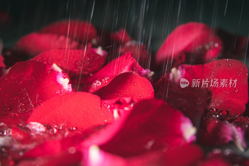 雨落在玫瑰上