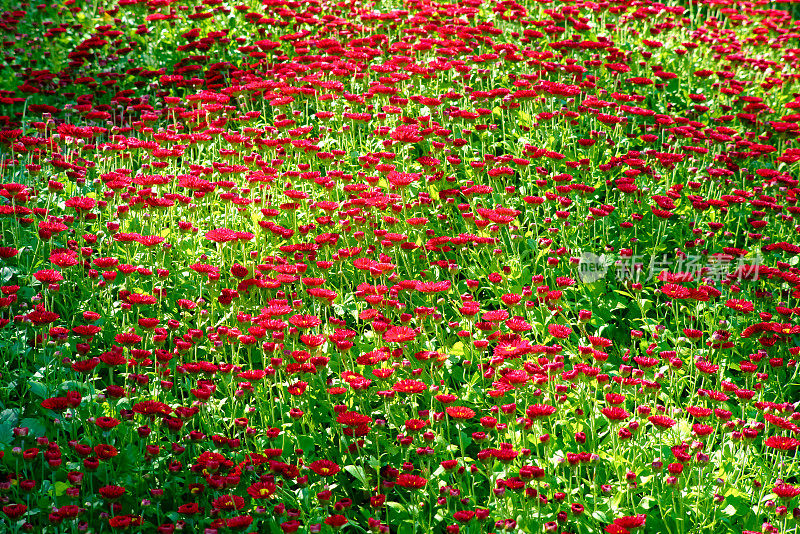 红花绿菊花背景