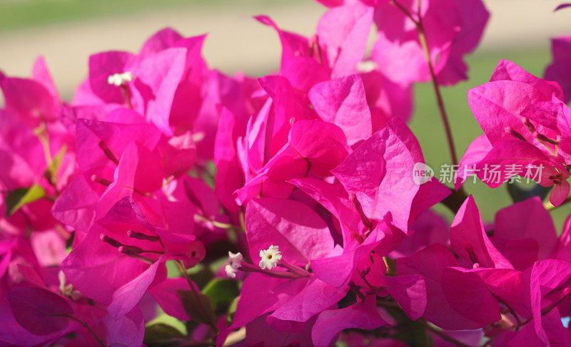 叶子花属