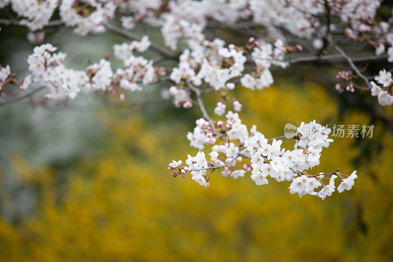 日本的樱花