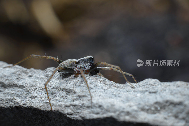 黑色背景上一只受惊的小蜘蛛。昆虫的微距摄影。