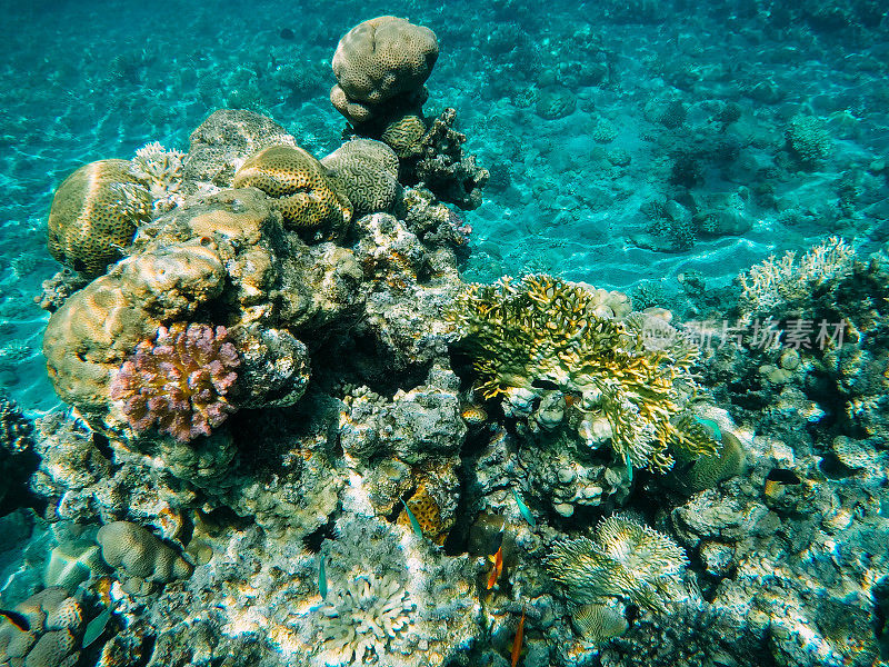 红海中的水下珊瑚礁