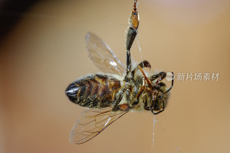 蜘蛛网里的死蜜蜂