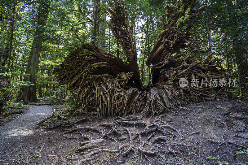 大教堂格罗夫温哥华岛