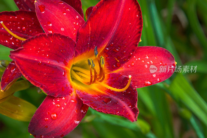 雨中的红黄花菜