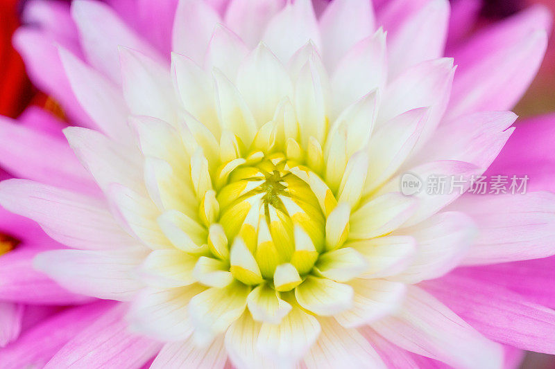 宏大丽花照片。花心特写，粉红色，黄色和白色的花瓣。