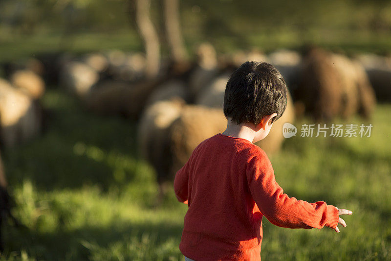 阳光农场里的绵羊和牧童