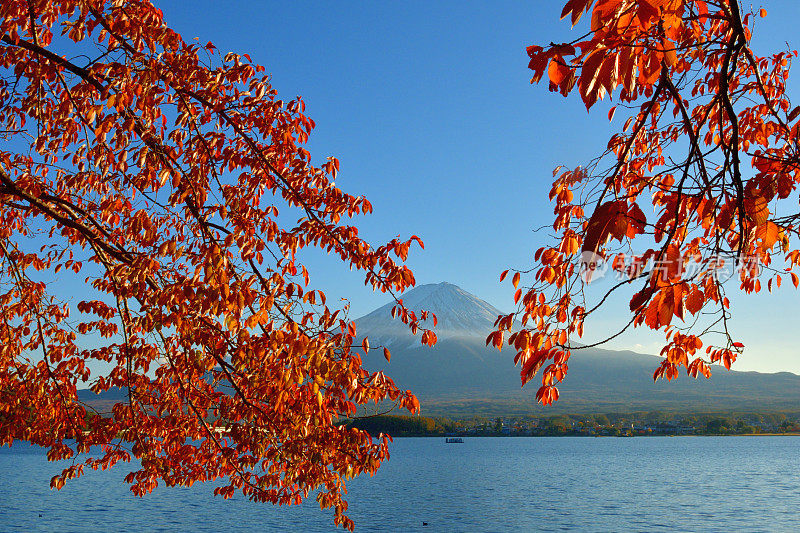 富士山和川口湖的秋叶颜色(樱桃树叶)