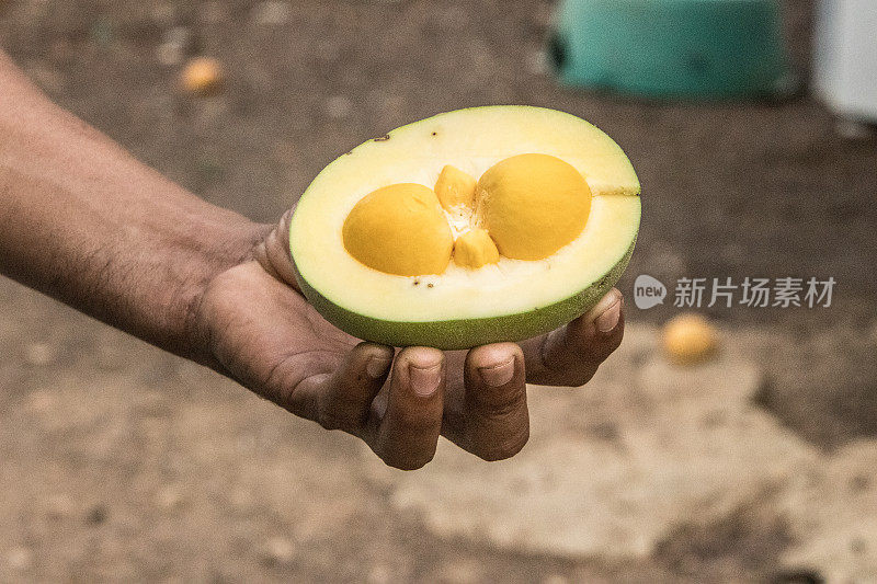 巴西塞拉多的植物群