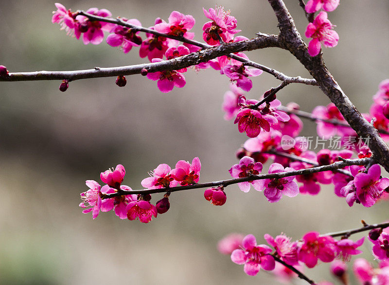 粉色的梅花